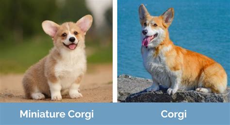 tuttosullegalline|Galline vs Corgi :) 